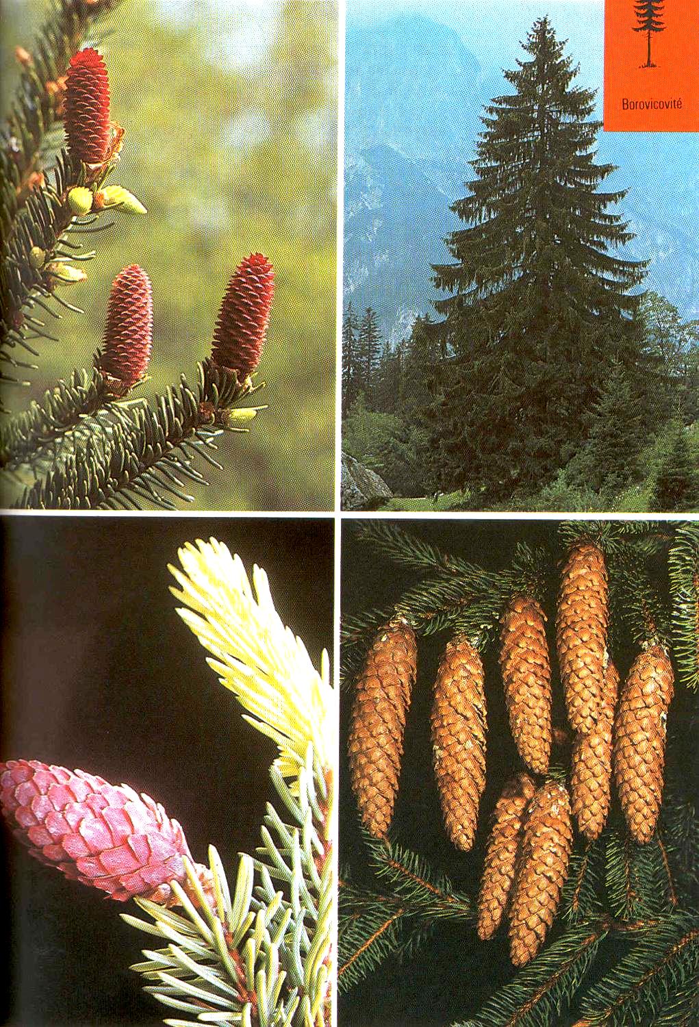 Smrk ztepilý Picea abies Výška 30-50 (70) m nejvyšší strom Evropy. Jehlice všestranné, šišky padají na zem, kůra šedo-červeno-hnědá. Mělké kořeny, nesnáší sucho, teplo, živné půdy (!), imise.