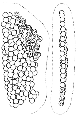 dělení buněk ve dvou rovinách Sphaerocavum