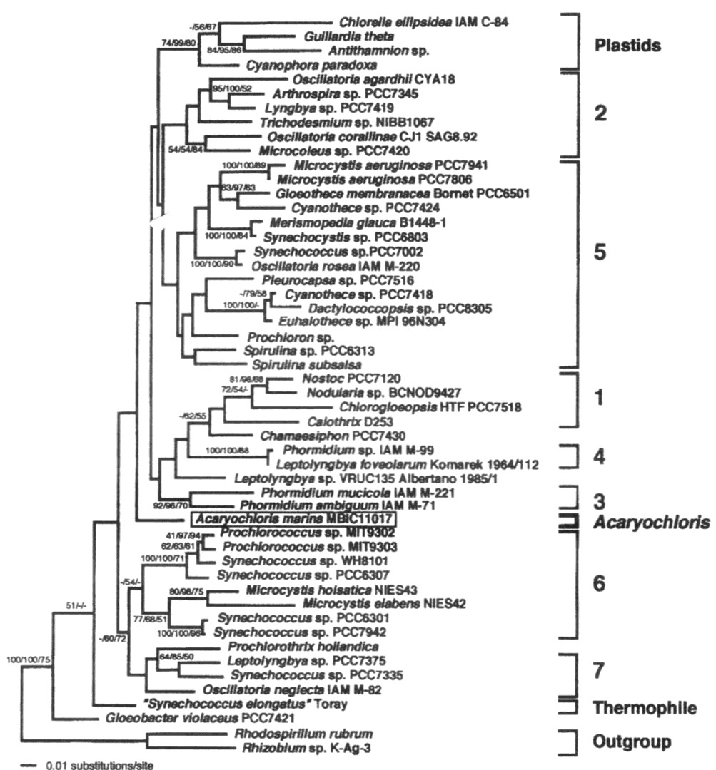 Acaryochloris Miyashita et al.