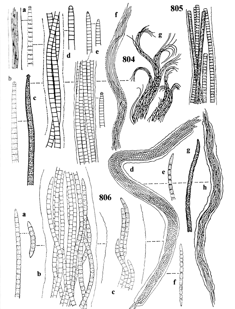 Coleofasciculus Johansen et al.