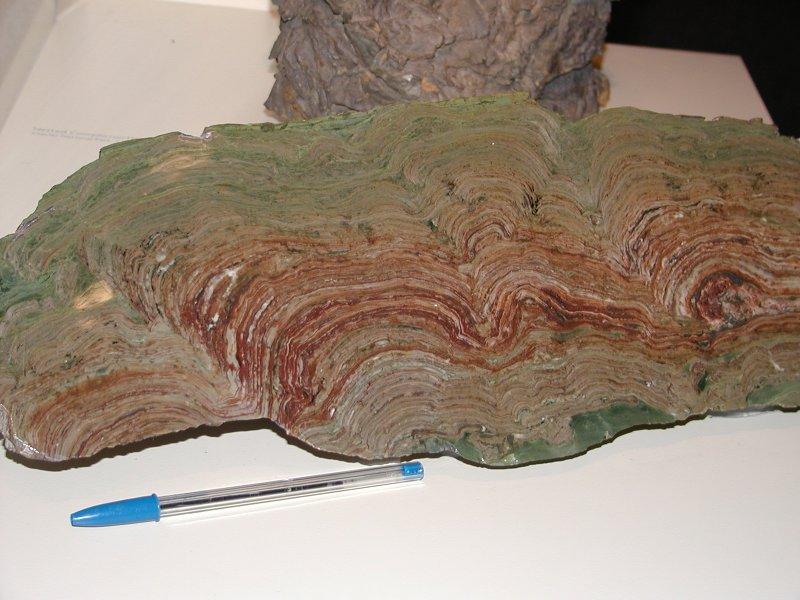 recentní stromatolity ze Shark Bay (záp.