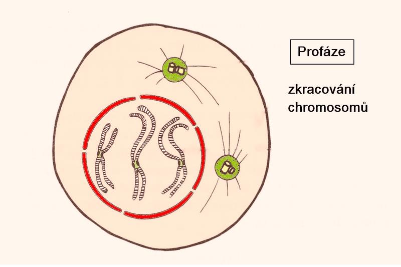 Profáze Kondenzace zreplikovaných chromosomů Vně jádra začíná vznikat mitotické (dělící) vřeténko z mikrotubulárních