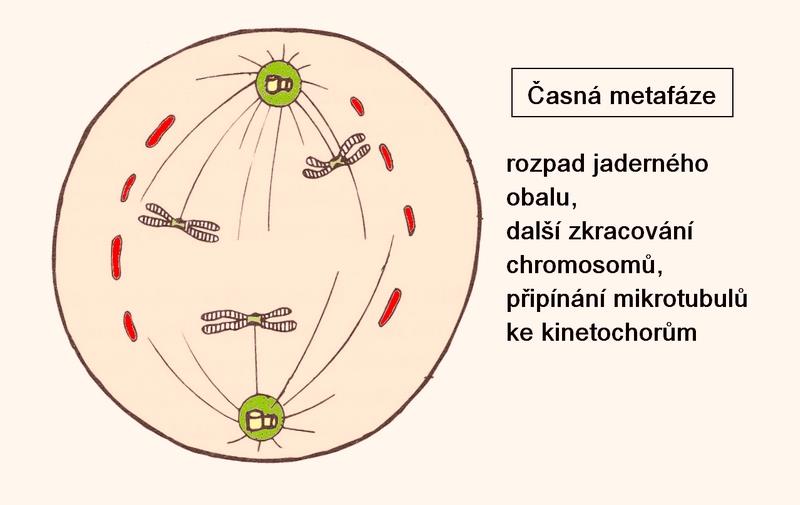 Též zvaná časná metafáze Prometafáze Rozpad jaderného