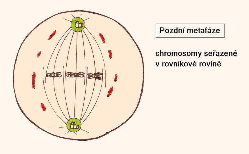Metafáze Chromosomy se seřadí v centru