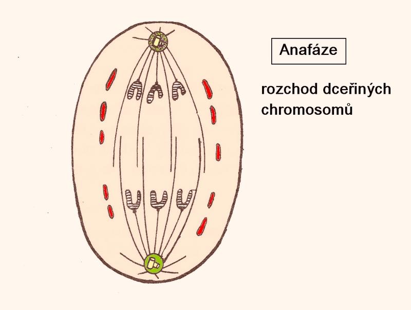 Anafáze sesterské chromatidy se od sebe oddělují