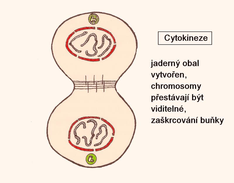 Cytokineze Dokončení dělení buňky nejedná se již o fázi mitózy, ale o dělení cytoplasmy a vznik