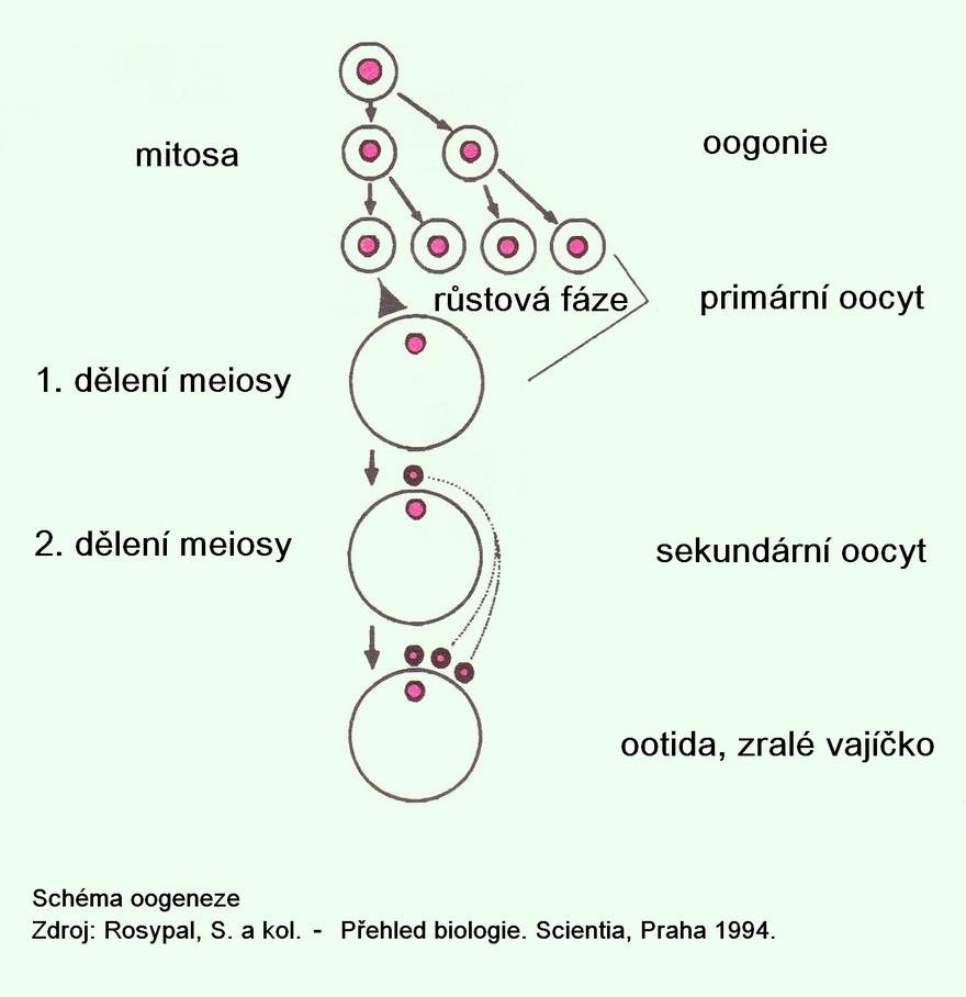 Tvorba