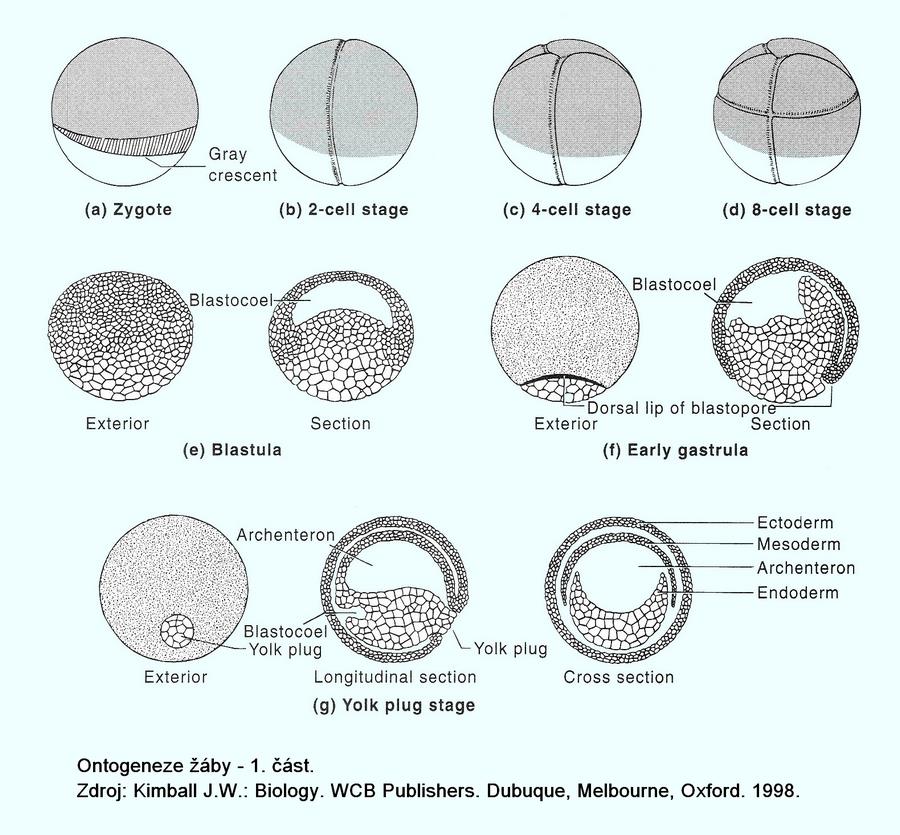 Příklad: ontogeneze žáby rýhování vajíčka vznik tělní