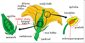 shodnými