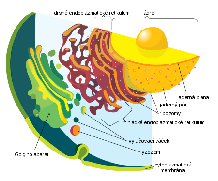 Golgiho komplex funkčně i prostorově navazuje na endoplazmatické retikulum.