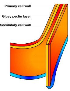 Buněčná stěna odlišuje rostlinné buňky od živočišných.