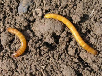 Kovaříkovití brouci - bionomie samičky kladou vajíčka do půdy (vlhké a s velkým množstvím organické hmoty) larvy se první rok živí humusem až později ožírají podzemní části rostlin vyskytují se