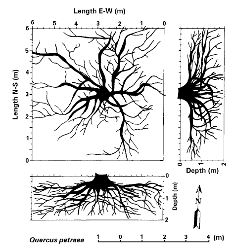 Obr. 2 Vizualizace kořenového systému dubu (Quercus petrea,matt.) (Zdroj: [7]) Fig. 2 Visualization of root system of oak (Quercus petrea, Matt.