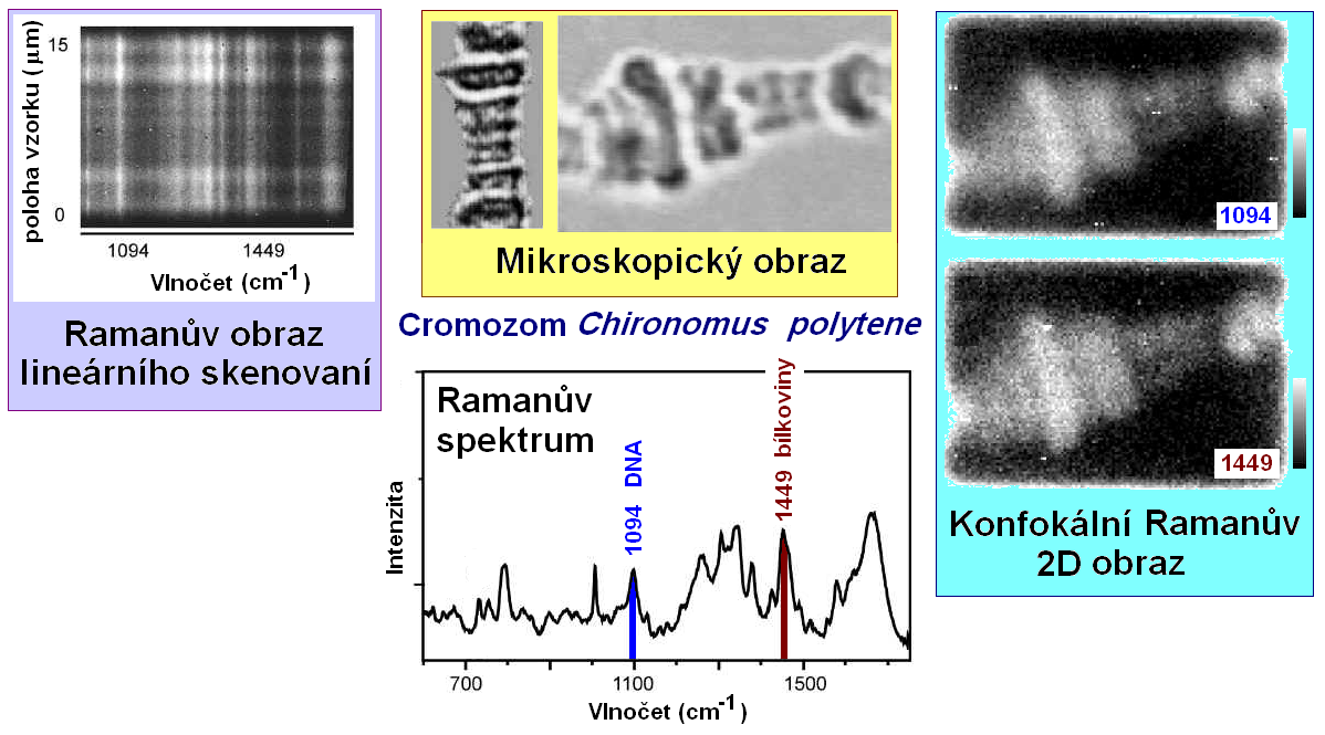 Konfokální Ramanova spektroskopie Lineární skenování Ramanových spekter Mapovaní 2D