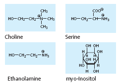 Glycerolfosfolipidy struktura membrán kyselina fosfatidová: 2 x MK + glycerol + H 3 PO 4 vlastní glycerolfosfolipidy kys.