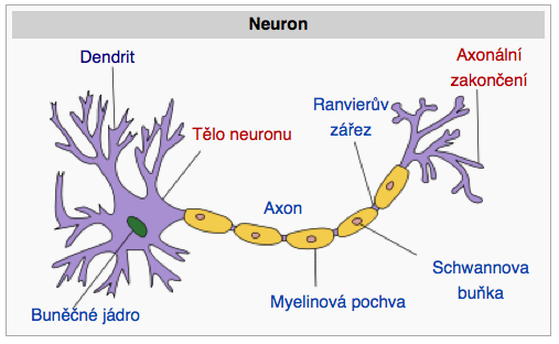 Kapitola 3 Teoretická část V této části budou představeny základy fungování přirozených i umělých neuronových sítí i neuronů. 3.1 Biologický neuron Neuron je základním prvkem nervové tkáně.