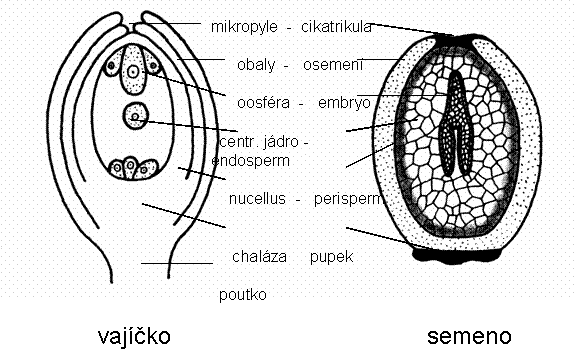 Při vývoji semene vznikají: jizva (z otvoru klového), osemení (z vaječných obalů), embryo (z vaječné