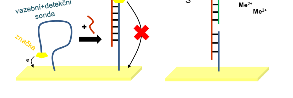 Obr. 1. Různé možnosti použití magnetických kuliček v elektrochemii NK optimalizovat povrch pro hybridizaci (velikost, vhodná modifikace) a zvlášť povrch pro detekci (typ elektrody, elektrodový děj).