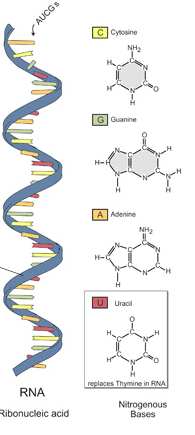 RNA-ribonukleová kys. RNA-ribonukleová kys., která obsahuje A, G, C a U (uracil je chemicky podobný T v DNA). RNA se v b.