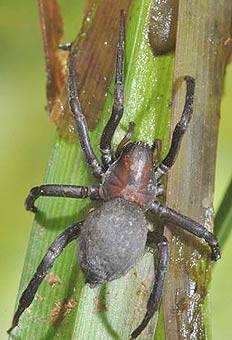 snovačka jedovatá (Latrodectus sp.