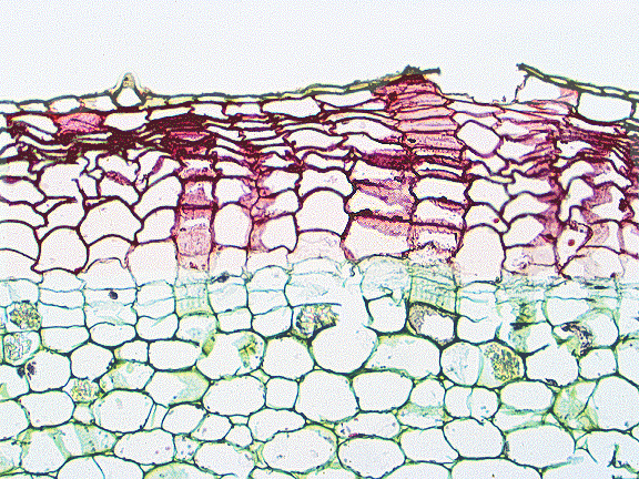 prim. kůra felem vznik druhotného krycího pletiva epidermis felogén Pelargonium parenchymatická centrální dřeň - zůstává po celý život stonku (Fagus až