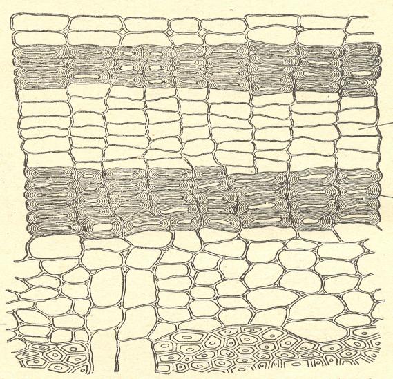 felogénu v epidermis, vně oddělování pouze felemu (korku), epidermis nahrazena felemem Lyriodendron různorodý korek typické