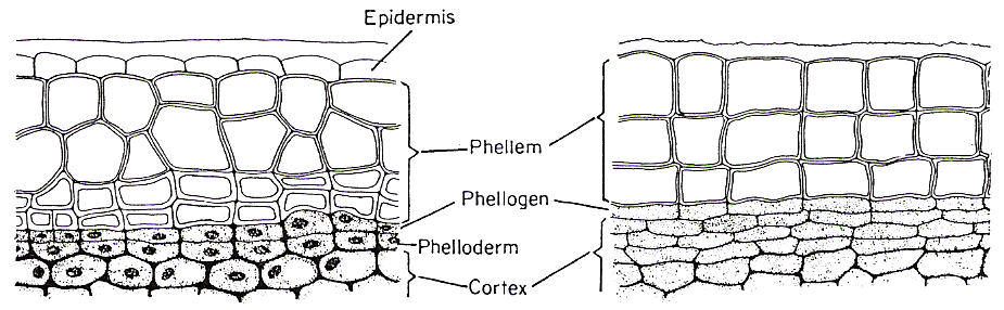 druhotné krycí pletivo - periderm felogen jedna vrstva buněk tenkostěnný korek tlustostěnný korek Populus založení felogénu v