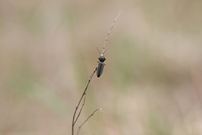 252 Výskyt kovaříka Dicronychus equiseti (Herbst) v Čechách Obr. 5. Oleško, střelnice, 17.4.2011 Obr. 6. Oleško, střelnice, 17.4.2011 Volné písky v centrální části střelnice Obr. 7.