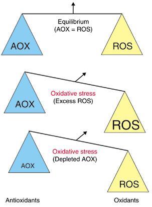 III. Kyslíková toxicita Oxidační stres nerovnováha Biomarkery - lipidy malondialdehyde - nukleové kyseliny 8-oxo-dihydroguanosine - Aminokyseliny