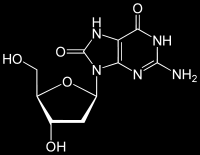 Biomarker oxidačního poškození DNA 8-Oxodeoxyguanosin (8-oxodG) Nejčastější modifikovaná báze indukovaná