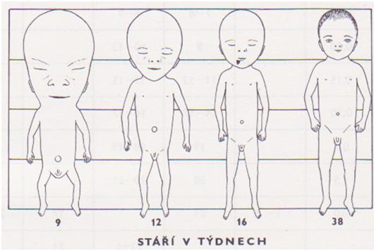 Nastává příprava orgánů a orgánových systémů na přechod z intrauterinního na extrauterinní prostředí. Tempo růstu je dosti rychlé a zvyšuje se i hmotnost a to především v posledních týdnech gravidity.