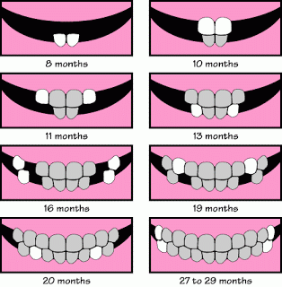 Časový přehled prořezávání mléčných zubů i 1