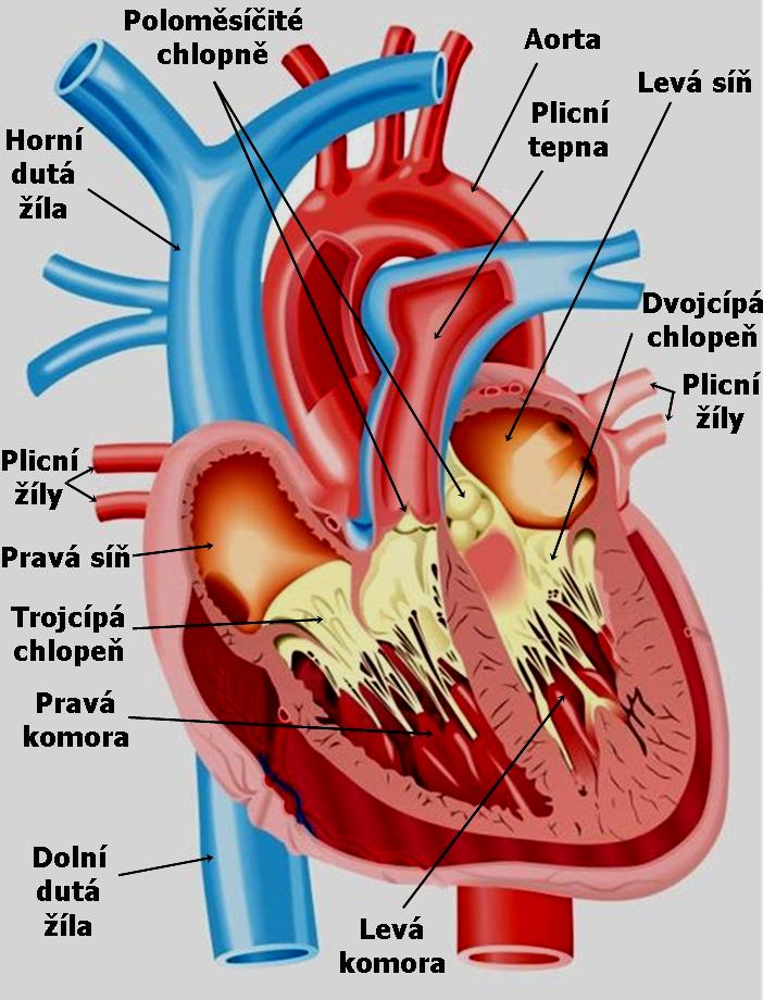 Příloha č. 2 Anatomický obrázek srdce Zdroj: http://www.