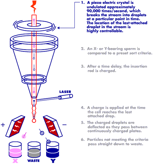 *Select Sires/Sexing Technologies Semen Sorting System - Obarvení pohlavních chromosomů Single