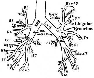 Plicní intersticium mikrointersticium: : stěna alveolu periferní: okolí bronchiolu a arterioly, septa,