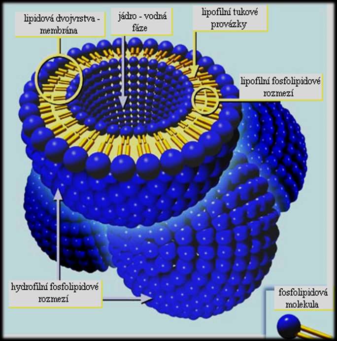 Nanofarmacie a nanofarmakologie LIPOSOMY Hydrofóbní látky -