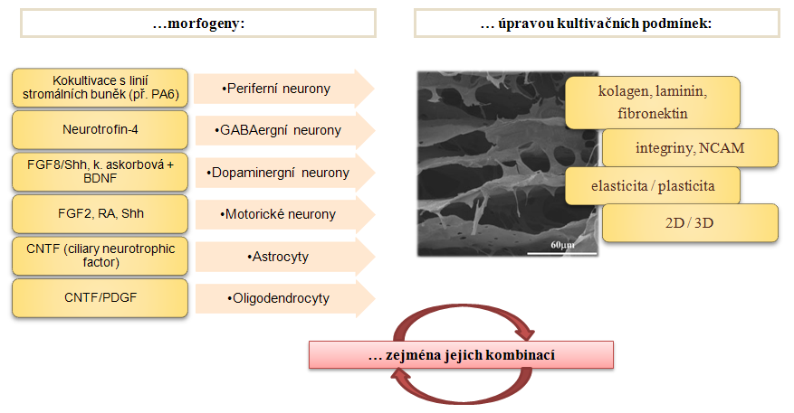 2. Indukci diferenciace prekurzorů do