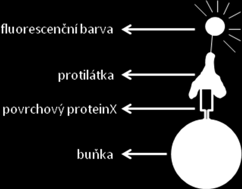 Na základě intenzity signálu (tedy množství fluorescenční barvy) můžeme určit vlastnosti buněk. Výstupem může být histogram, kde na ose X je intenzita fluorescence a na ose Y počet buněk.