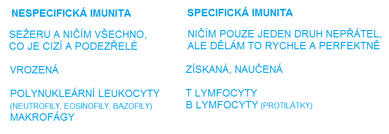 A každý den se jich nových 15 miliard vytvoří. V případě infekce, zánětu nebo onemocnění jejich počet rychle stoupá. Většinou vznikají v KOSTNÍ DŘENI nebo v BRZLÍKU.