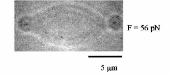 Optická pinzeta (optical tweezer) Dielektrická částice (kulička, obvykle o průměru 0,5-10µm) pevně přilnutá na buněčnou membránu je zachycena do optické pasti.