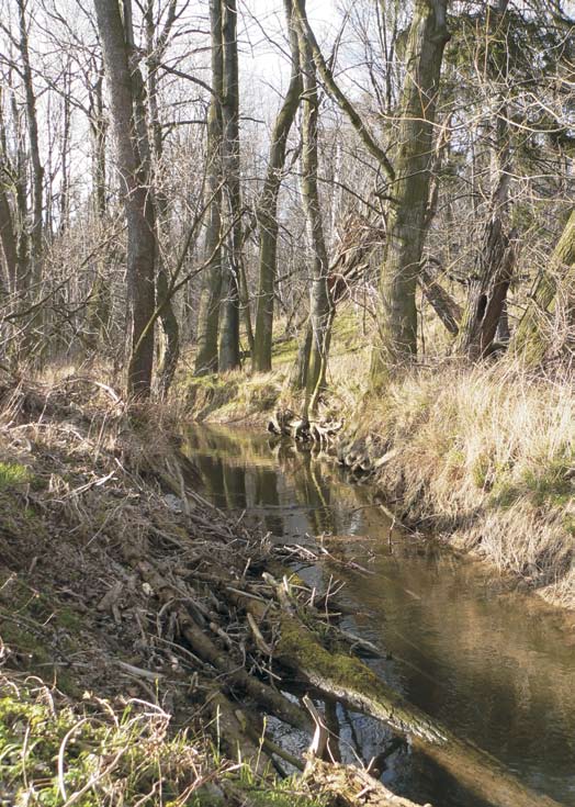 Potok Hořina Bělopásek topolový - samice Bělopásek topolový - samec Bělopásek