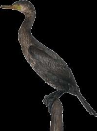 Benešovské rybníky Volavka popelavá patří do řádu brodivých. Tohoto metr vysokého ptáka můžeme často pozorovat posedávajícího v mělké vodě.