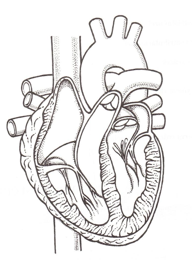 POJMENUJ OZNAČENÉ ČÁSTI horní dutá žíla 7. 1. aorta plicní tepny (pravé) 8. 2. plicní tepna 3. plicní žíly (levé) pravá předsíň 9. 4.