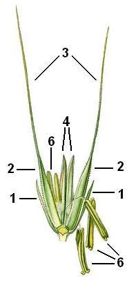 Kvetení obilovin 1 plevy 2 pluchy 3