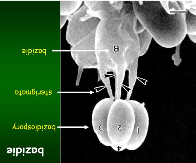 Bazidiospory Bohaté vzdušné mycelium,