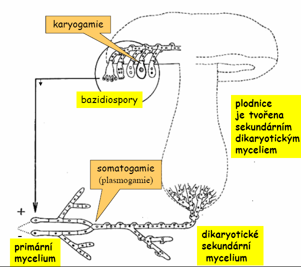 Zygomycety Askomycety Basidiomycety