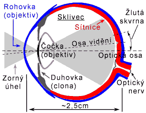 2 SVĚTLO A BARVY má průměr 0,2 až 0,5 mm a nacházejí se v ní jen čípky. Naopak slepá skvrna neobsahuje žádné fotoreceptory a nachází se v místě, kde zrakový nerv vystupuje z oka.