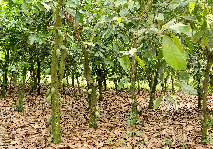 Kakaovník Theobroma cacao, Malvaceae - slézovité