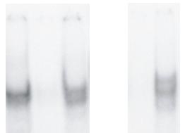 Electrochemical analysis: Modified dntps were analysed by conventional cyclic voltammetry (CV) while oligonucleotides by ex situ (adsorptive transfer stripping) CV at hanging mercury drop electrode