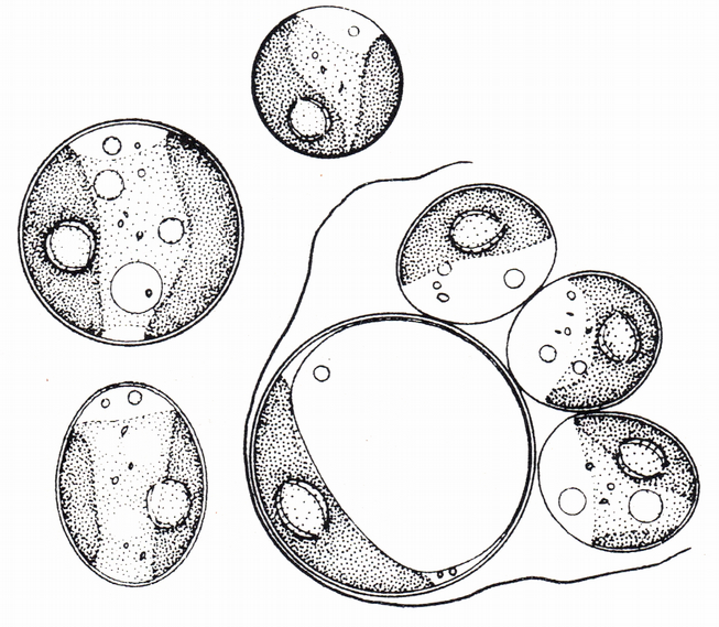 tvrzen a jako fotobiont byla vždy nalezena Diplosphaera (Thüs et al. 2011).